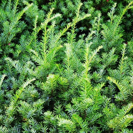Taxus media 'Tauntonii'