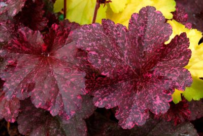 Heuchera villosa 'Midnight Rose'