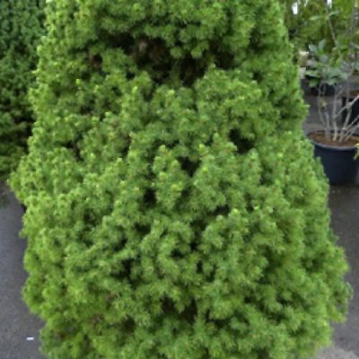 Picea glauca 'Conica Globe'