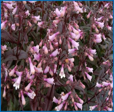 Penstemon 'Dark's Towers'