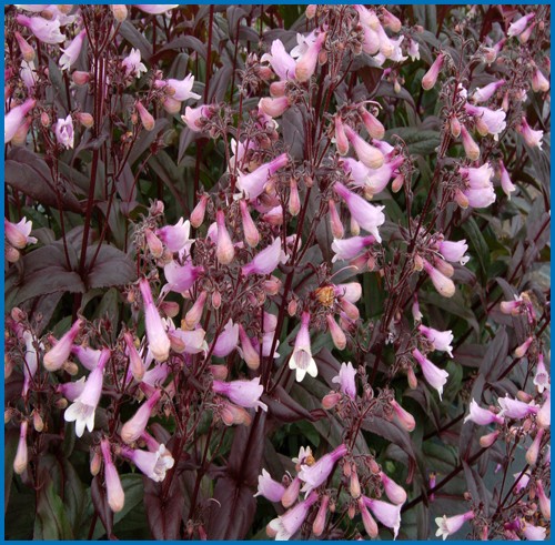Penstemon 'Dark's Towers'