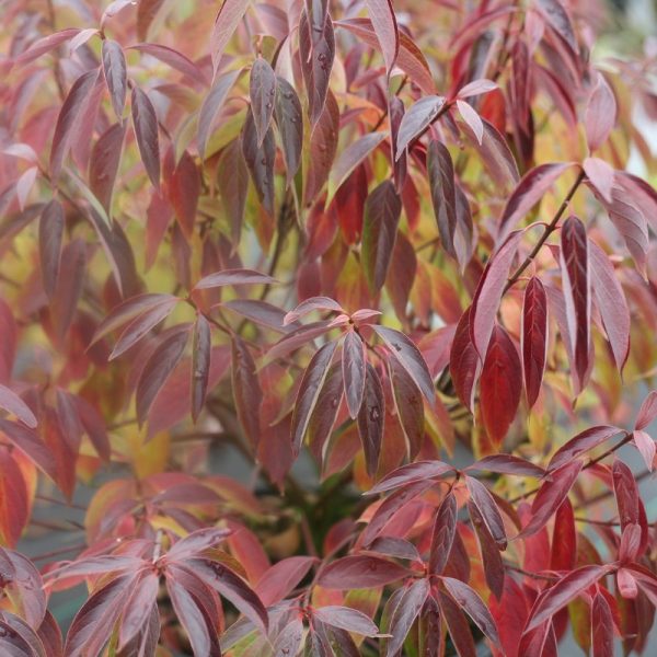 Cornus obliqua 'Red Rover'