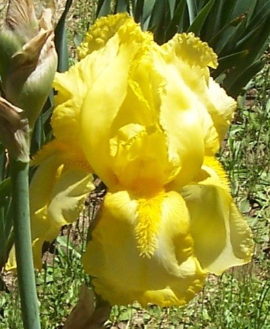 Iris germanica 'Horned Lace'