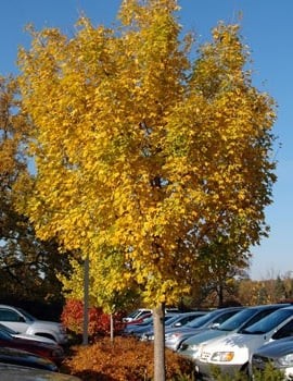 Acer miyabei