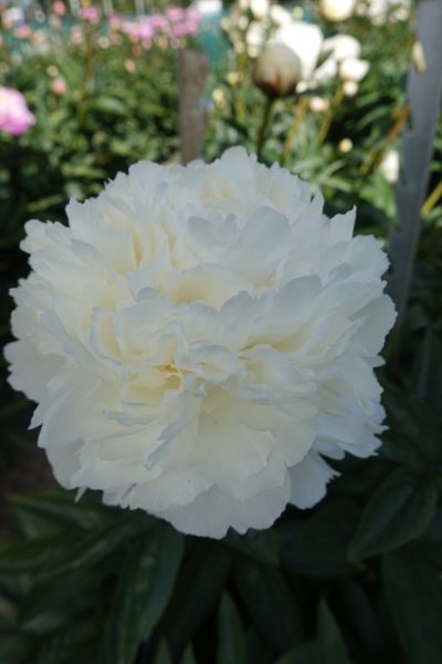 Paeonia lactiflora 'Bowl of Cream'