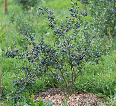 Vaccinium corymbosum 'Reka'