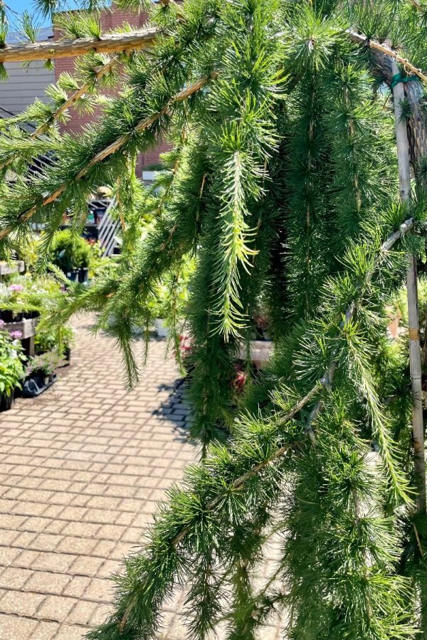 Larix x 'Varied Directions' STD