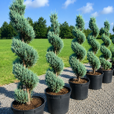 Juniperus scopulorum' Wichita Blue' (Spirale)