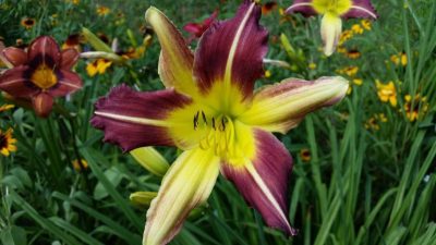 Daylily