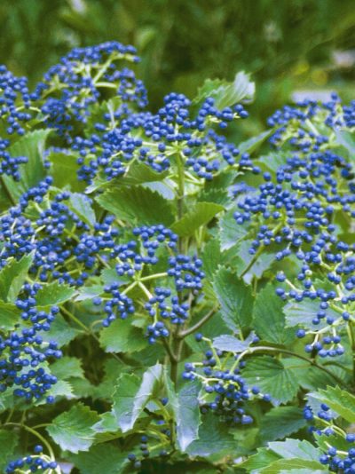 Viburnum dentatum 'Blue Muffin'