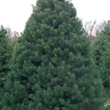 Pinus strobus 'Bennett's Fastigiata'