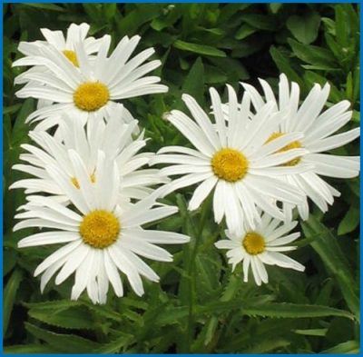 Leucanthemum maximum 'Silver Princess'