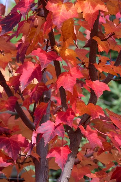 Prairie Rouge Red Maple