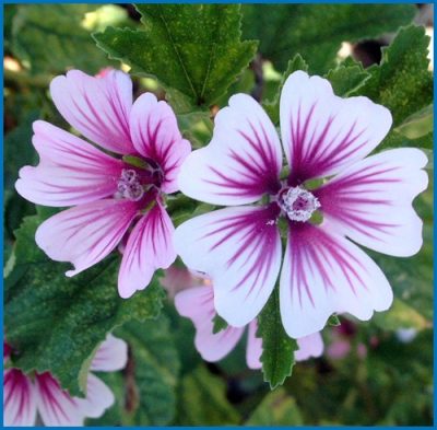 Wood Mallow
