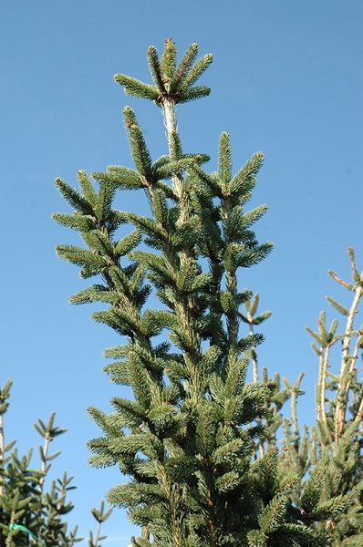 Épinette de Norvège 'Cupressina'
