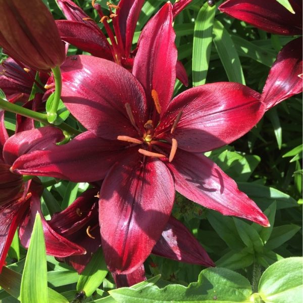Lilium 'Landini'