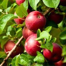 Malus domestica 'Pioneer Mac'