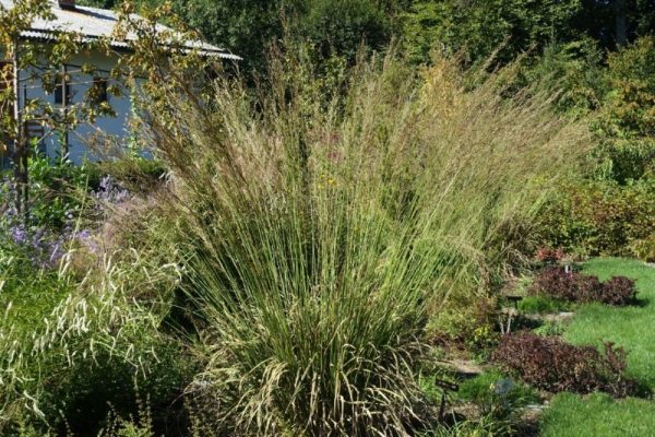 Molinia arundinacea 'Skyracer'