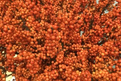 Winterberry 'Magical Daydream'