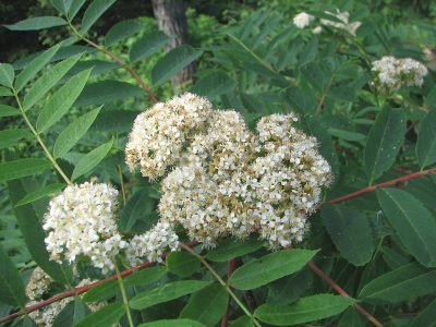 American mountain-ash
