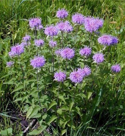 Monarda fistulosa