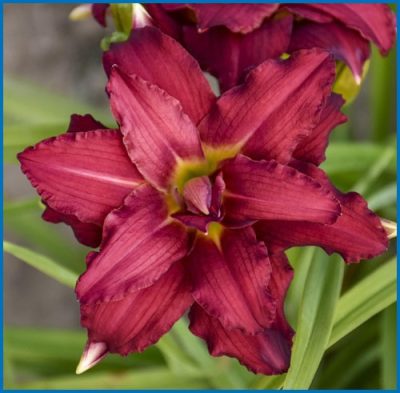 Hemerocallis 'Double Pardon Me'