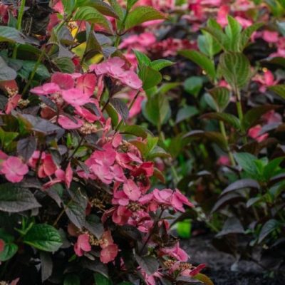 Hydrangea serrata 'Pink Dynamo' BE