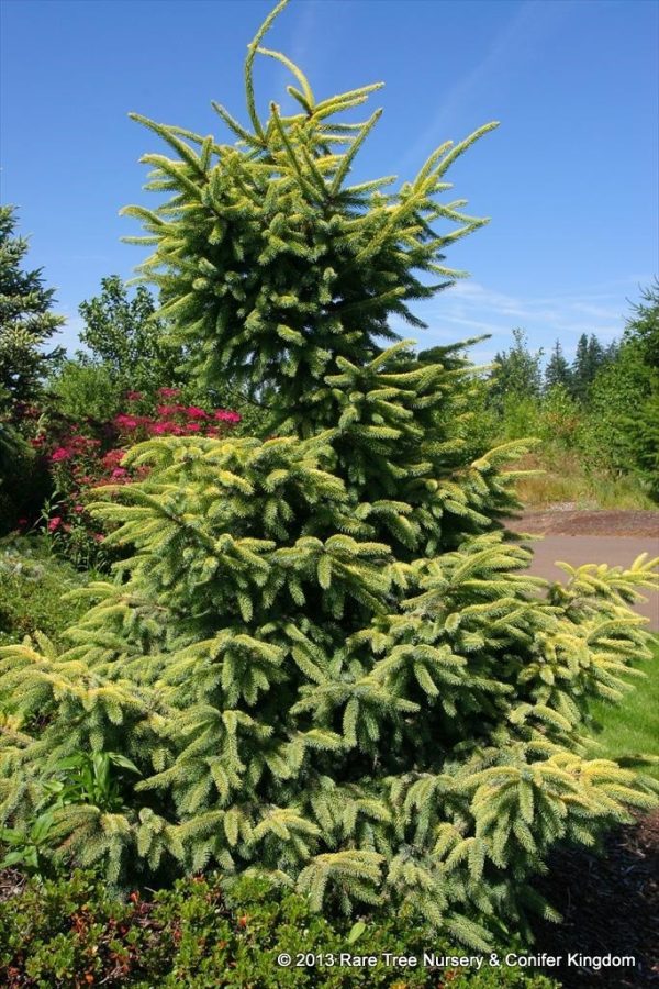 Picea mariana 'Aureovariegata'