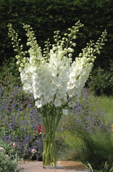 Delphinium elatum 'Aurora White'