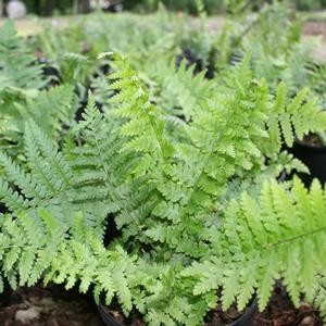 Dryopteris complexa 'Robust'
