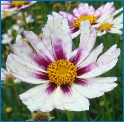 Coreopsis Big Bang 'Star Cluster'