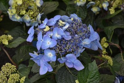 Bigleaf Hydrangea Pop Star