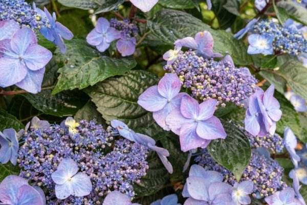 Hydrangea macrophylla 'Pop Star' ES