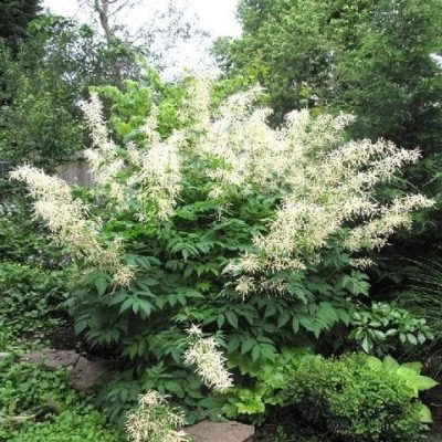 Aruncus dioicus 'Sylvester'