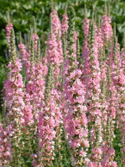 Lythrum salicaria 'Blush'