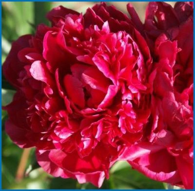 Paeonia lactiflora 'Karl Rosenfeld'