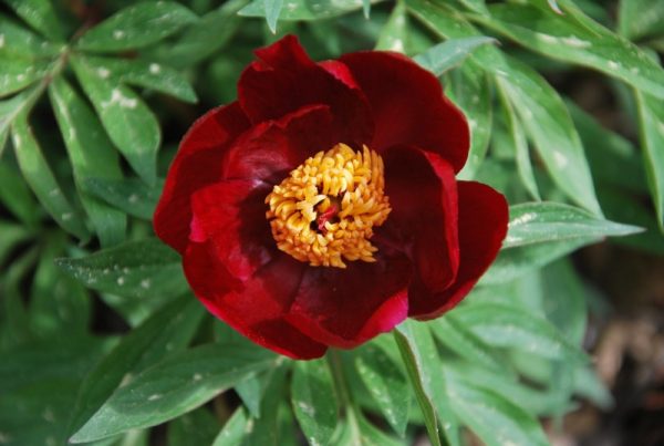 Paeonia 'Early Scout'