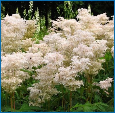 Filipendula purpurea 'Alba'