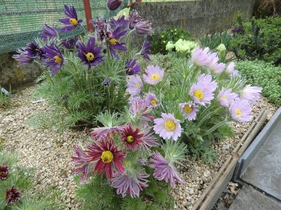 Pulsatilla vulgaris 'Papageno'