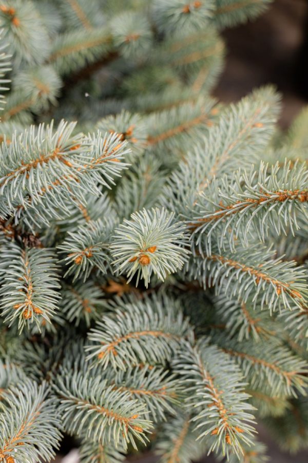 Picea pungens 'Glauca Globosa' STD