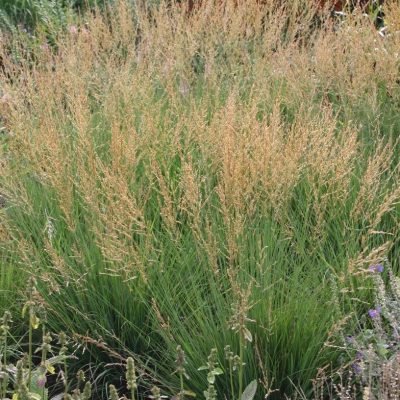 Molinia caerulea 'Moorflame'