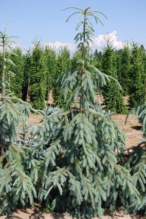 Picea engelmannii 'Bush's Lace'