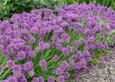 Allium 'Lavender Bubbles'