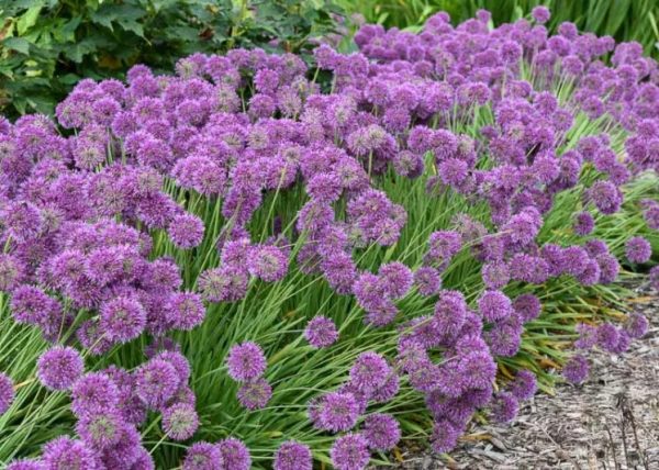 Allium 'Lavender Bubbles'