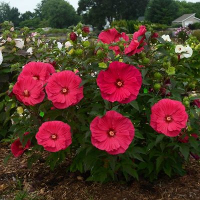 Hibiscus moscheutos 'Summer in Paradise'