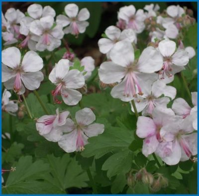 Geranium cantabrigiense 'Biokovo'