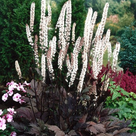 Cimicifuga ramosa 'Atropurpurea'