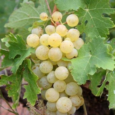 Vitis 'Brianna'