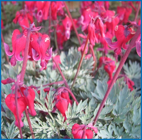 Dicentra x 'Red Fountain'
