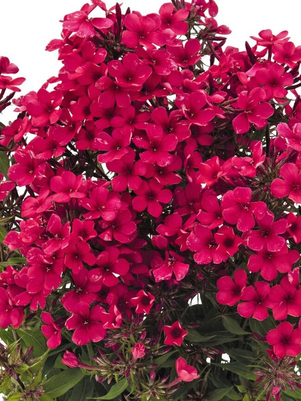Phlox paniculé 'Early Red'